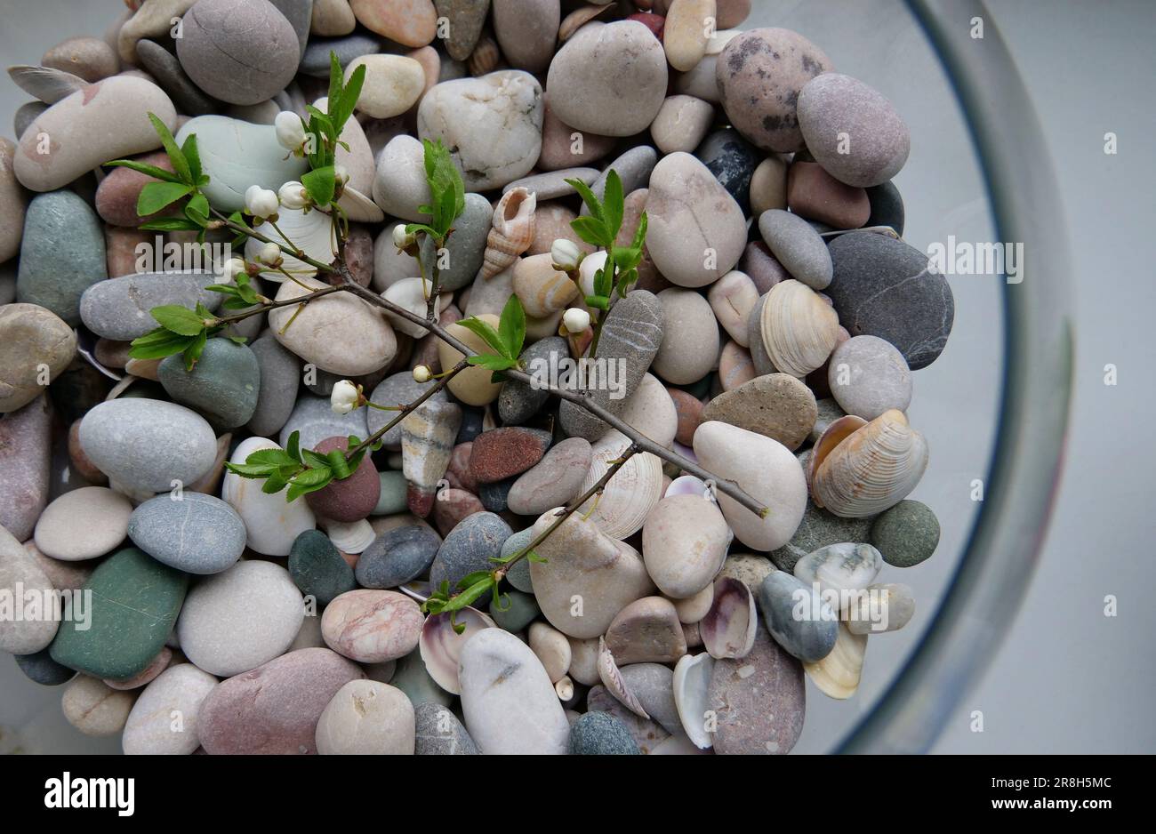 Top view of a round vase with sea pebbles and a broken branch of a