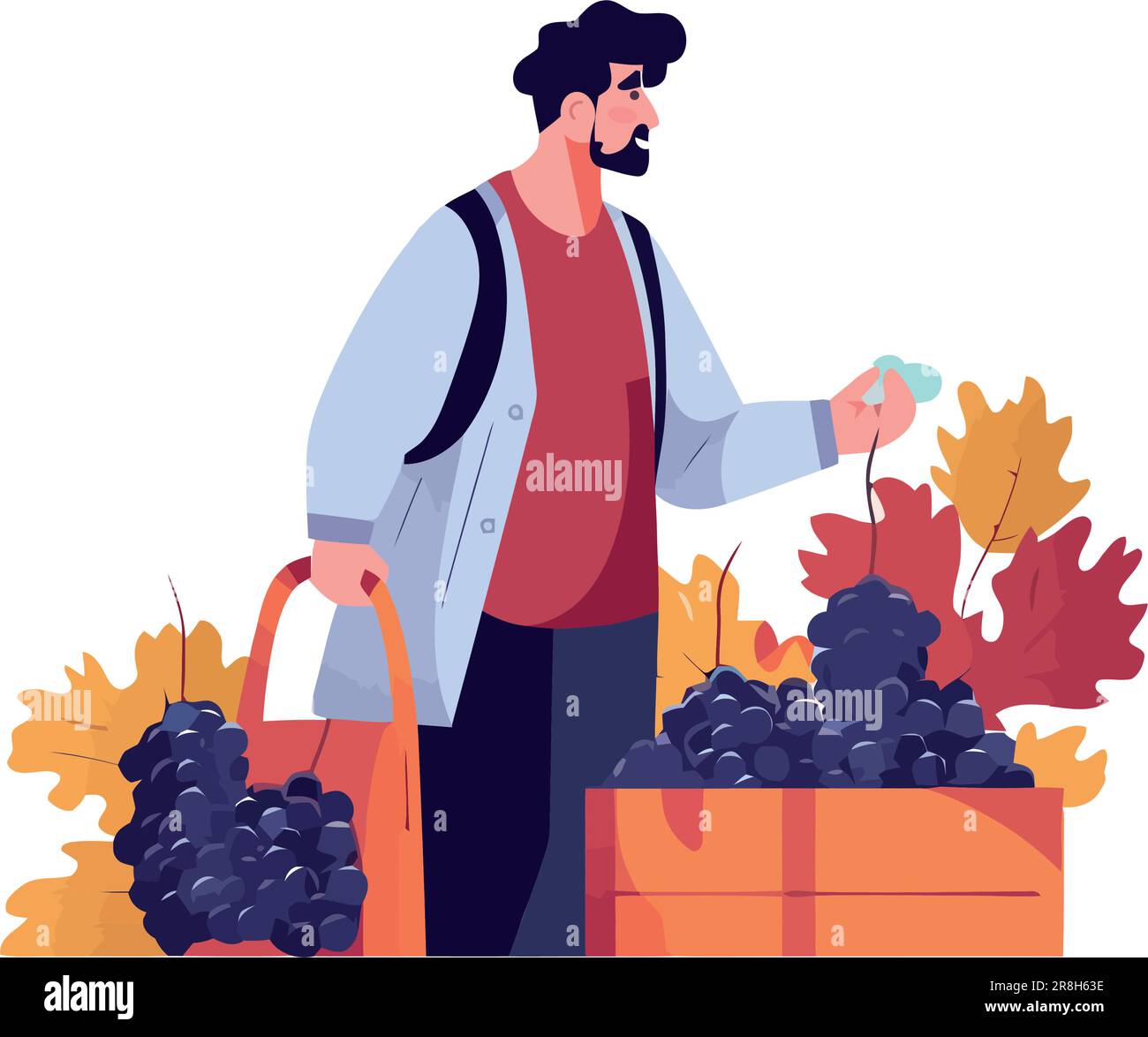 Grapes picking Cut Out Stock Images & Pictures - Alamy
