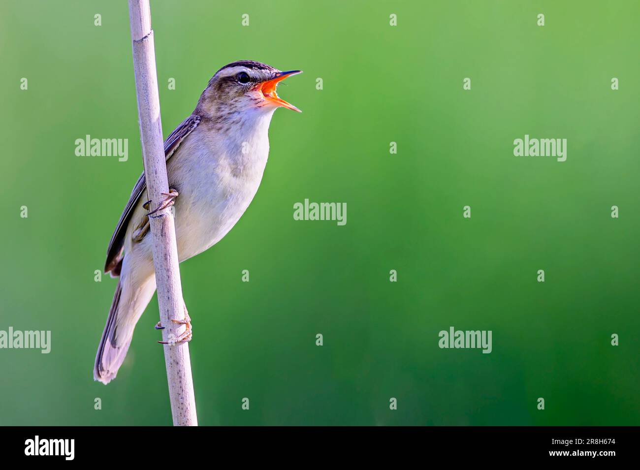 Sedge warbler ( Acrocephalus schoenobaenus) singing. Photo from ...