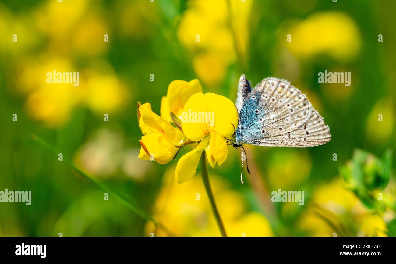 lycaenidae butterfly on yellow flower Stock Photo