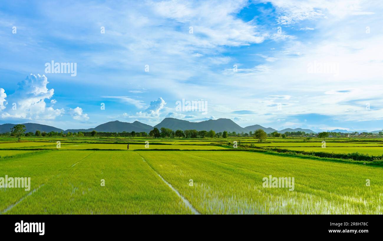 Asian male farmer with a beautiful landscape natural view of the rice ...