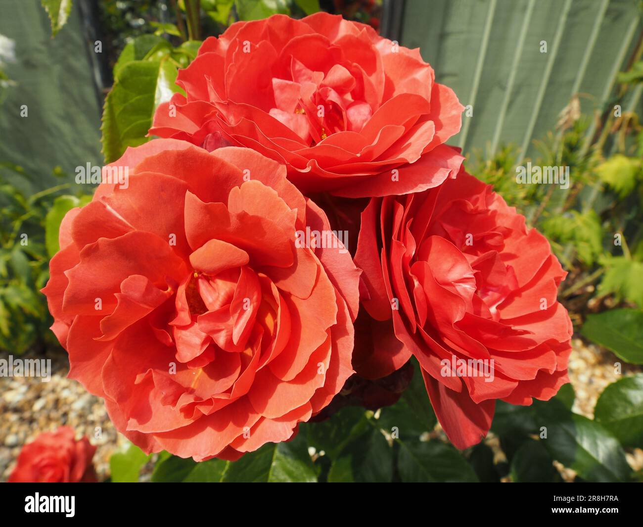 Three red roses, "Hot Chocolate" Stock Photo