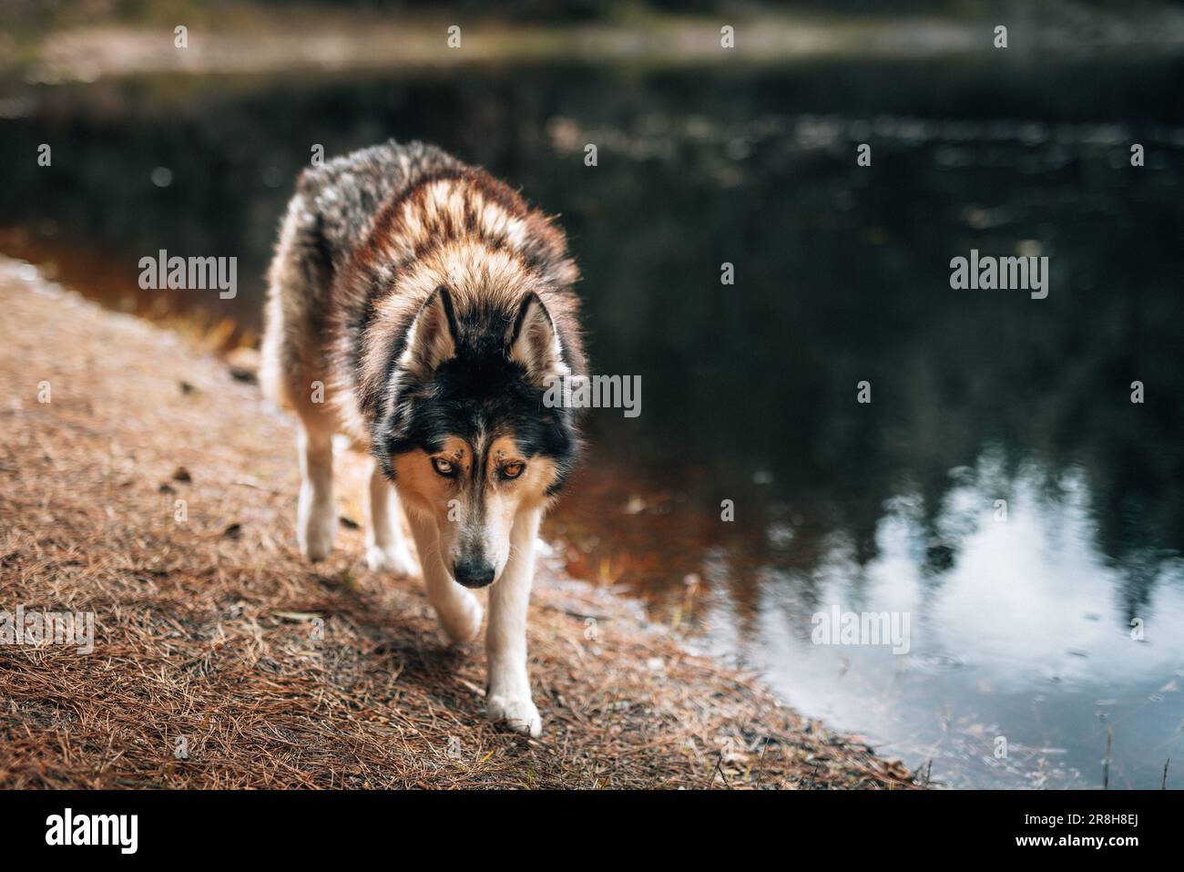 A Mackenzie River husky walking around next to a pond in a wooded area Stock Photo