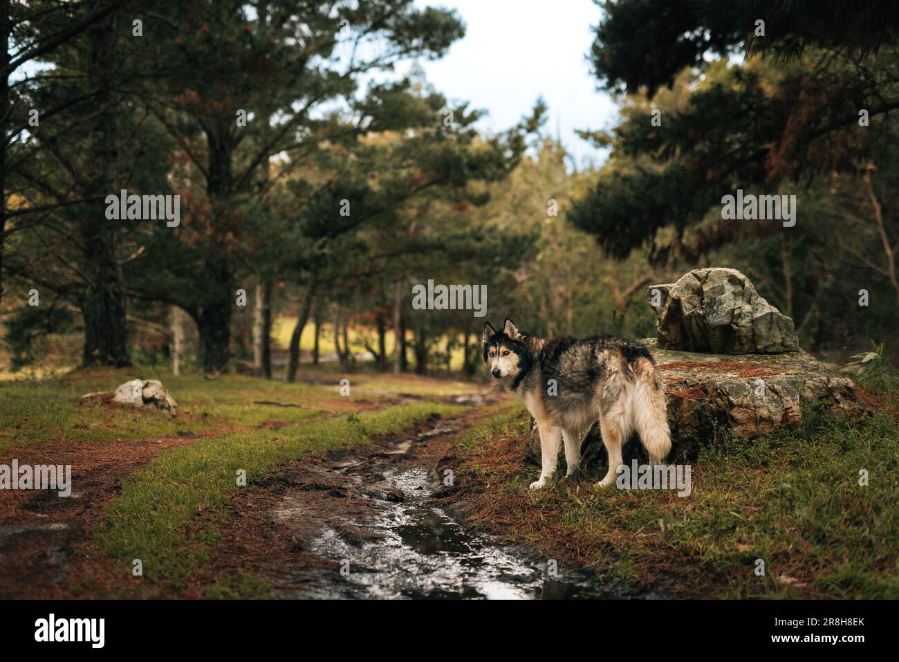 A Mackenzie River husky standing in a wooded area, surrounded by trees, water, and rocks Stock Photo
