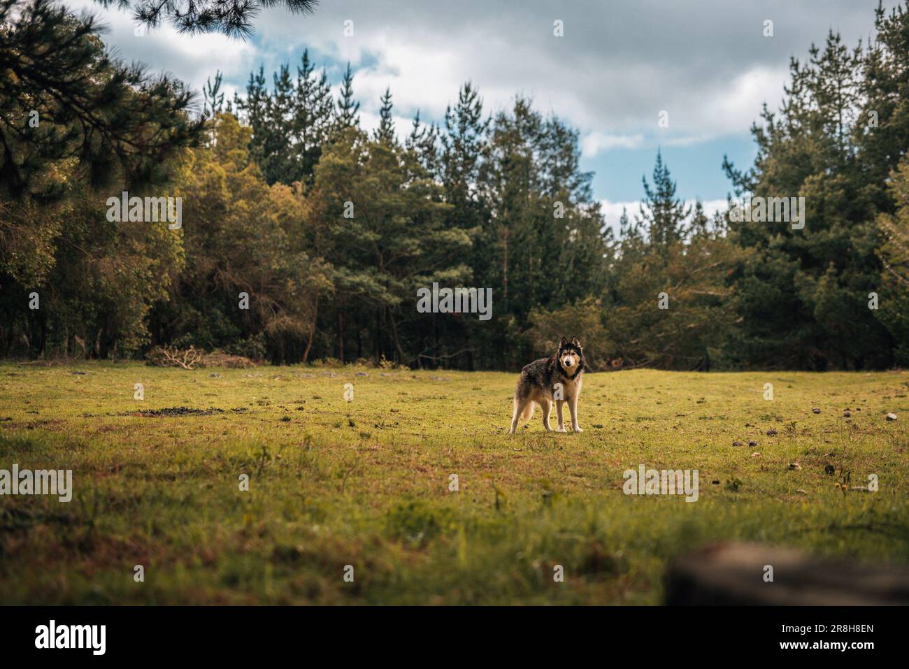 A Mackenzie River husky standing in a lush, green grassy field with an abundance of trees Stock Photo