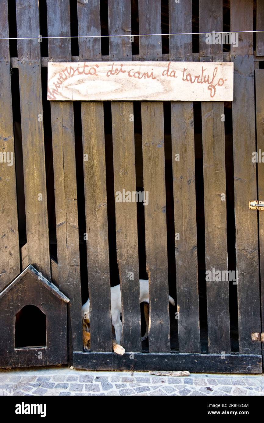 University of Truffle Dogs. Roddi. Piedmont. Italy Stock Photo Alamy