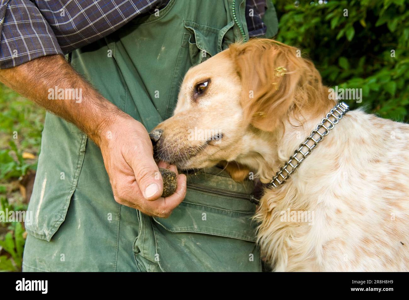 University of Truffle Dogs. Roddi. Piedmont. Italy Stock Photo Alamy