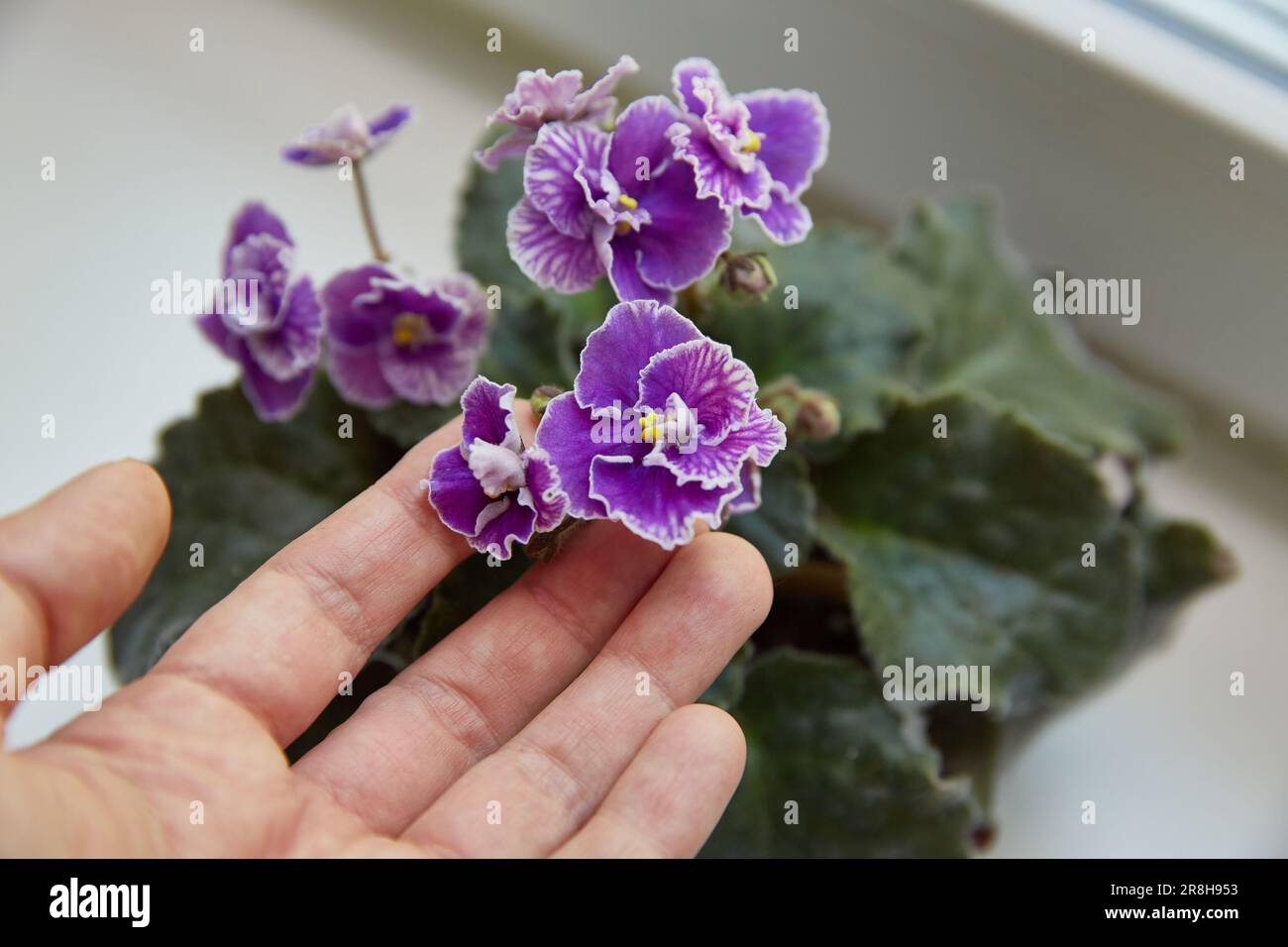 Potted Saintpaulia violet flowers. Senpolia or violet on the window. Purple variety, called Carnival. Stock Photo