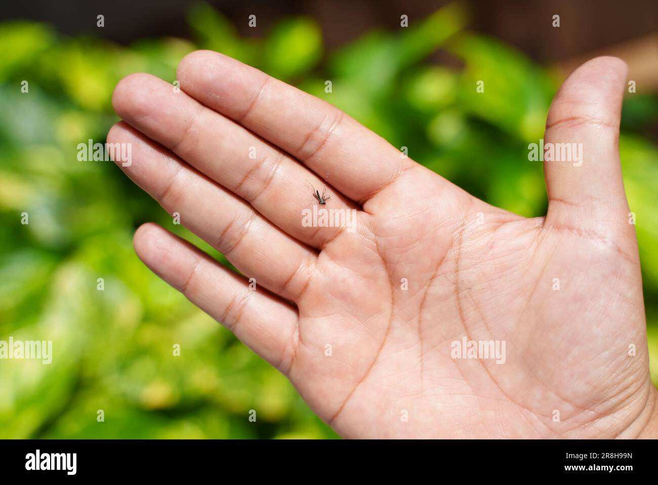 Close-Up Shot of Unidentified Person's Hand Holding Crushed Dengue Mosquito Stock Photo