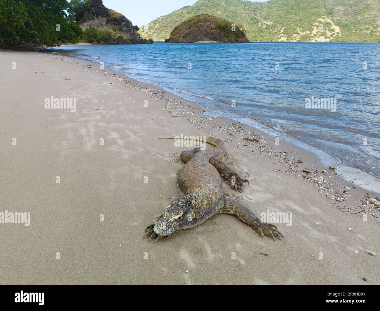 A Komodo dragon, Varanus komodoensis, lies on a remote beach in Komodo National Park, Indonesia ...