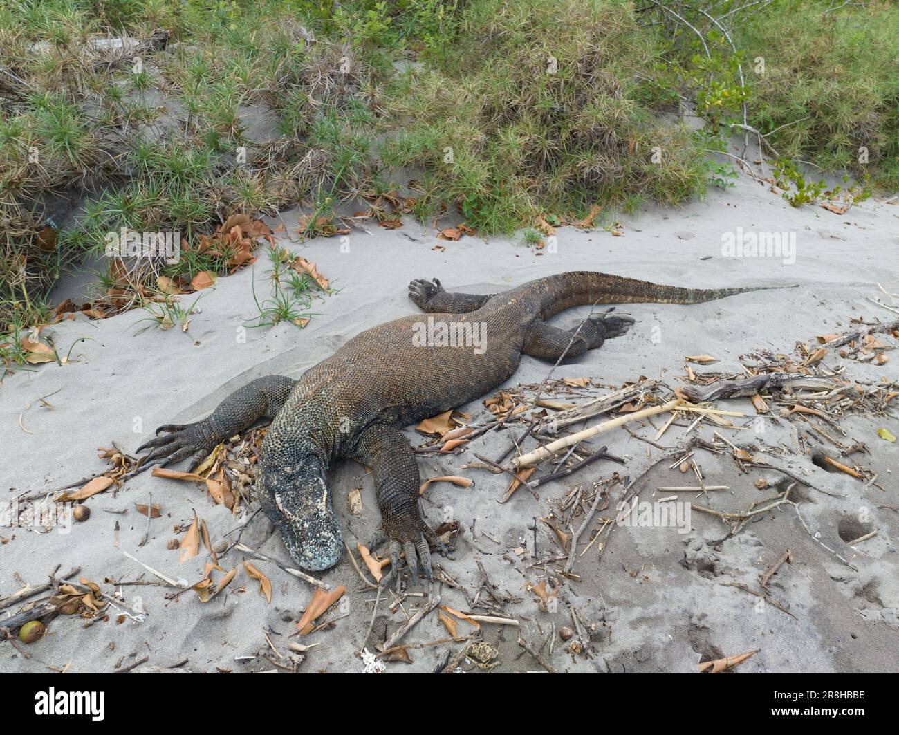 A Komodo dragon, Varanus komodoensis, lies on a remote beach in Komodo