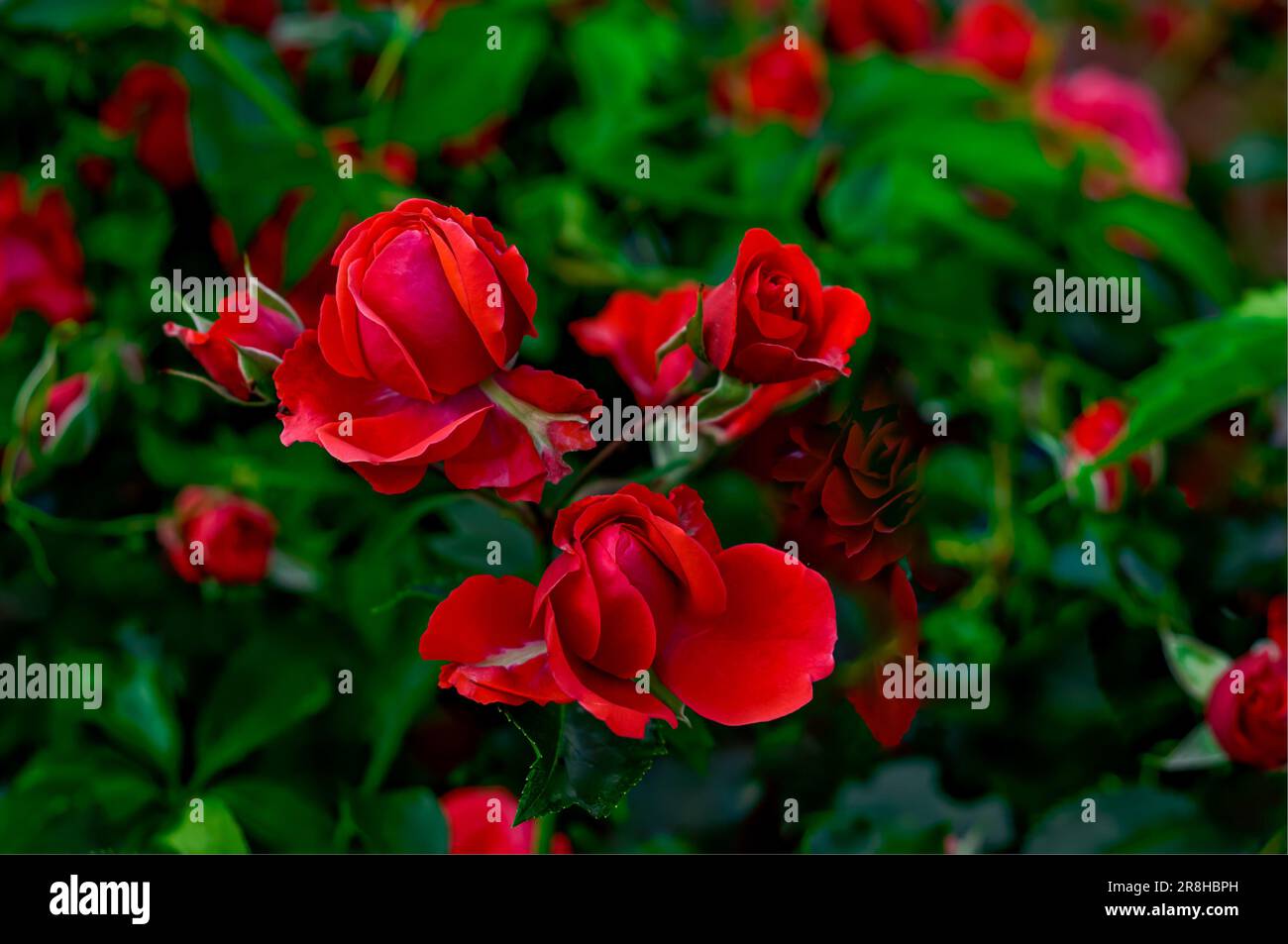 red roses,a bouquet of flowers on a branch in a natural environment close-up, blooming delicate romantic flowers Stock Photo