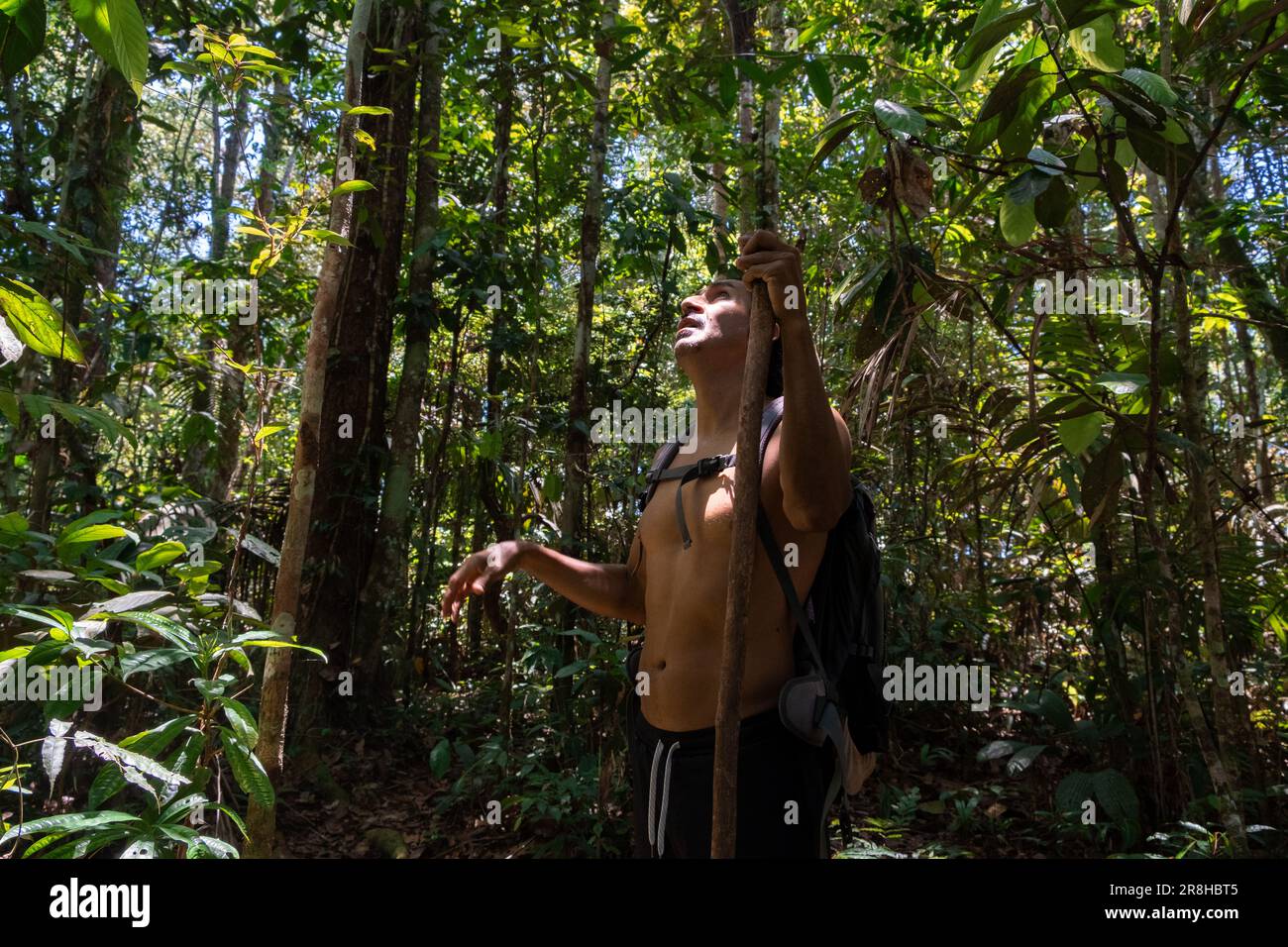 A Latin American man guide in the Amazon rainforest of Ecuador, Tena, walking and explaining things about the environment during a tour through a prim Stock Photo