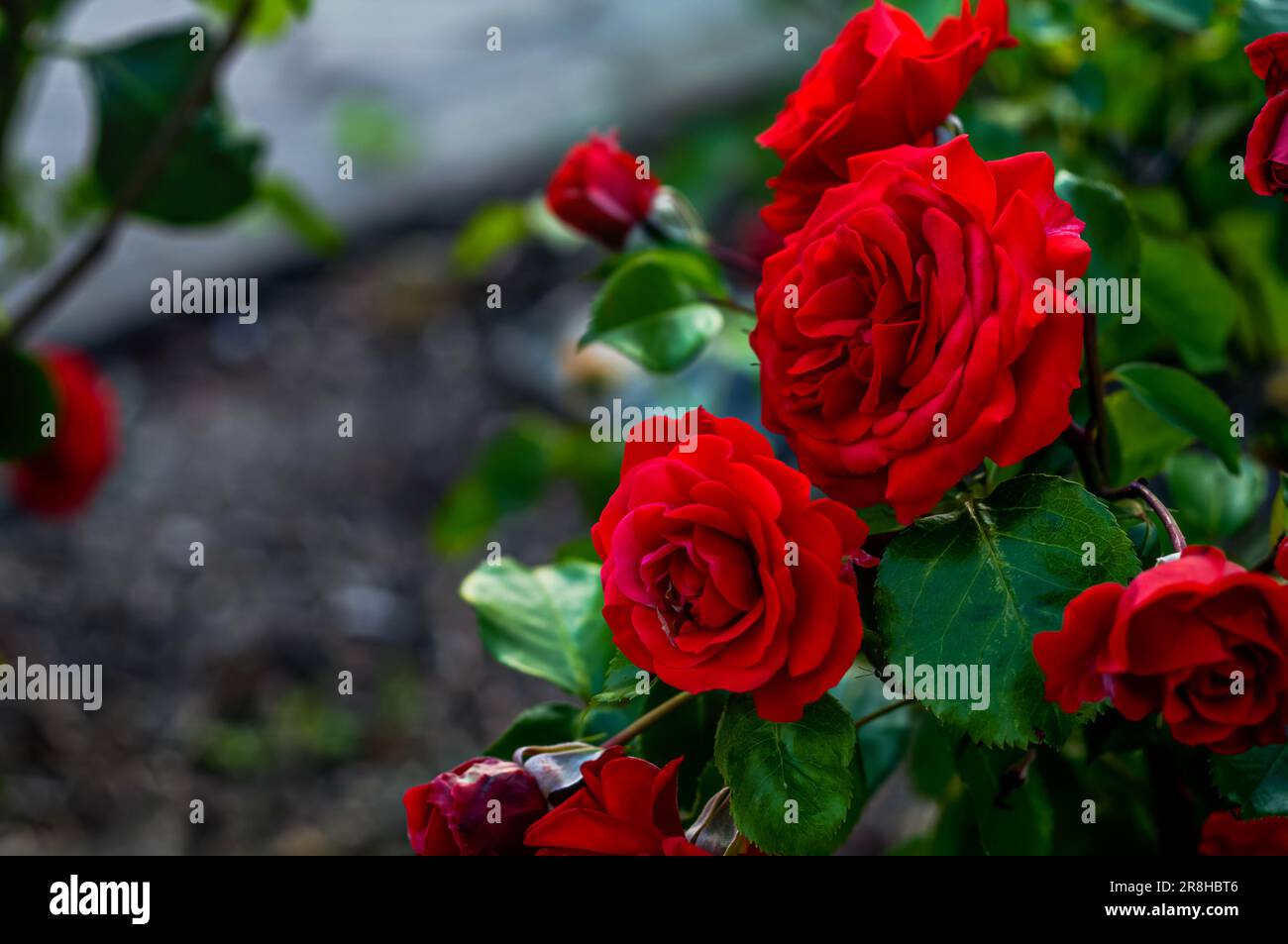 red roses,a bouquet of flowers on a branch in a natural environment close-up, blooming delicate romantic flowers Stock Photo