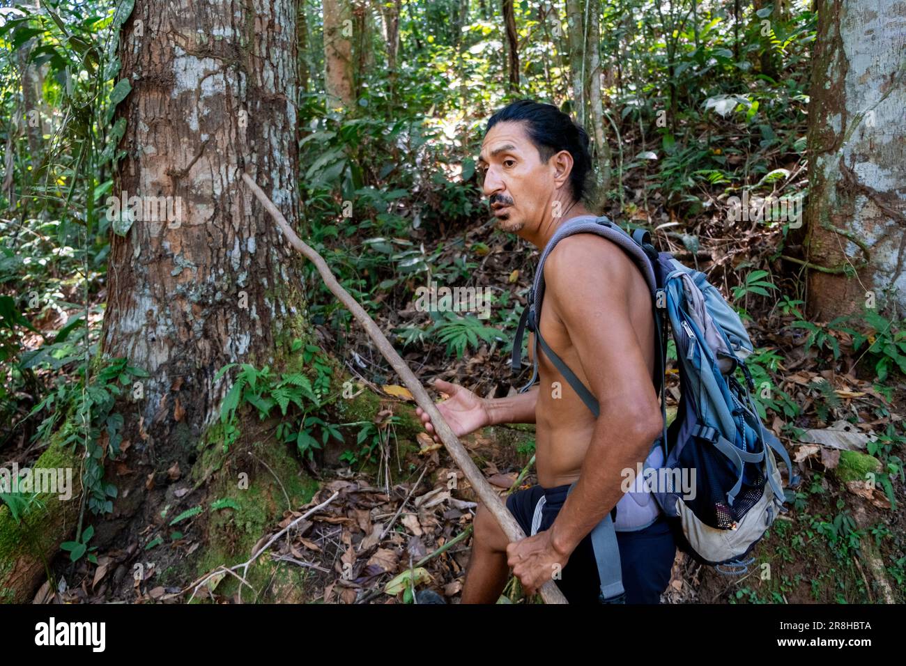 A male native mixed-race Latin American guide in the Amazon rainforest of Ecuador, Tena, walking and explaining things about the ecosystem during a to Stock Photo