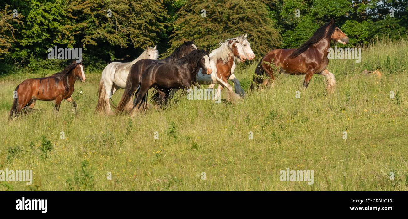 Horses cantering through a Yorkshire field. Stock Photo
