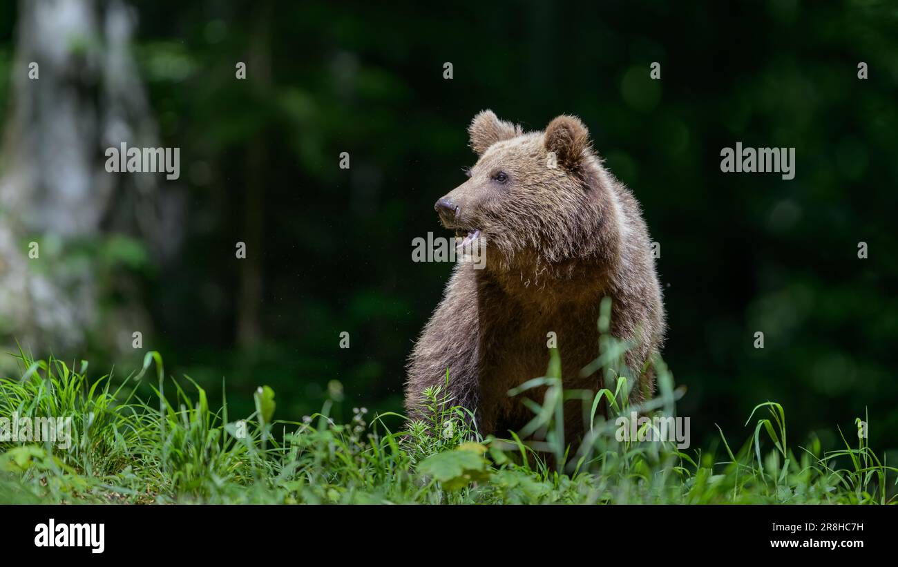 European brown bear (Ursus arctos) in forest Stock Photo - Alamy