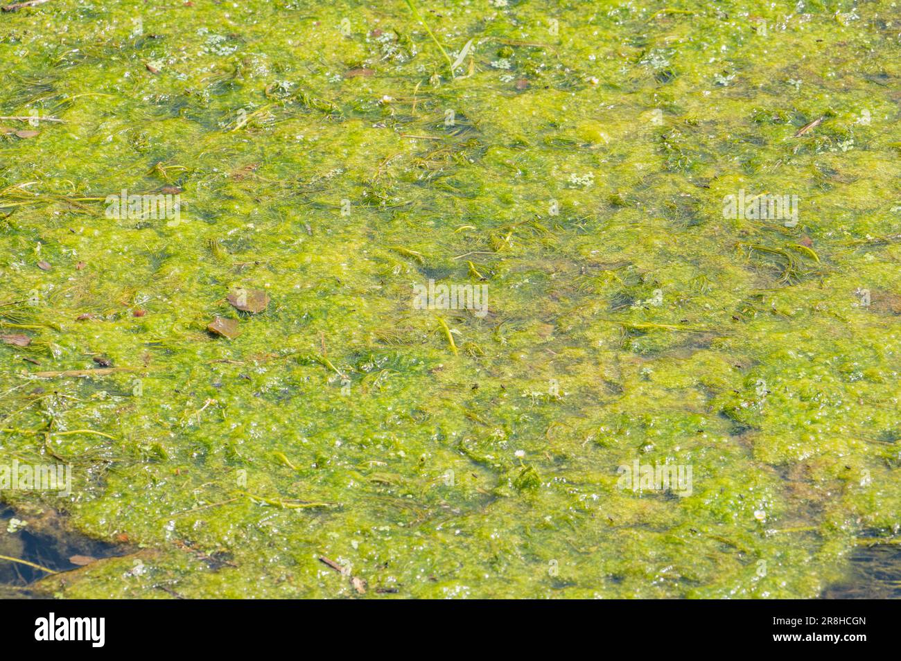 Green algal mat smothering common watercrowfoot in the Gwendraeth Fach