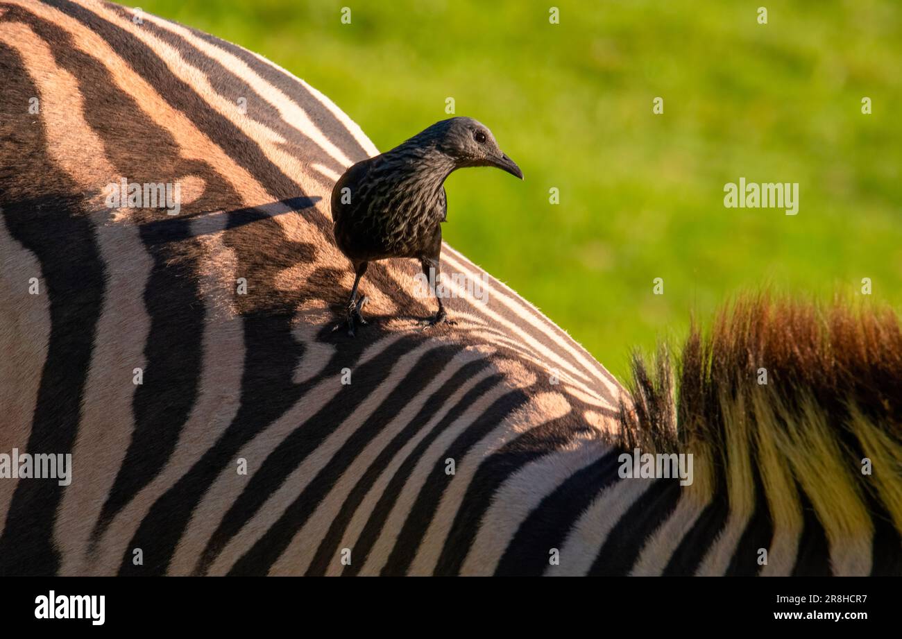 On board. A close-up of a pale-winged starling (Onychognathus morio) hitchng a ride on a plains zebra. Stock Photo