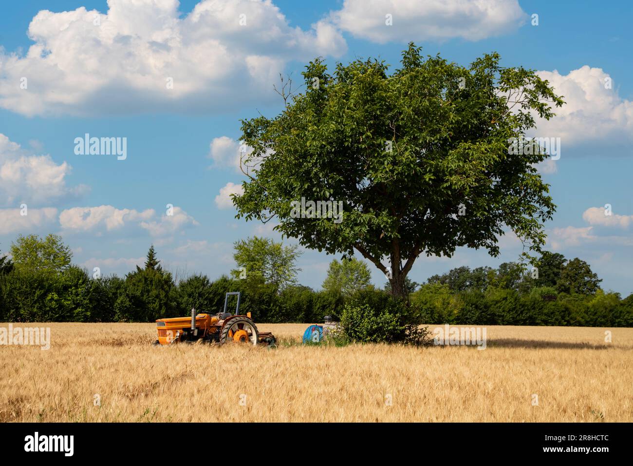 Agricultural tractor in the wheat field Stock Photo - Alamy