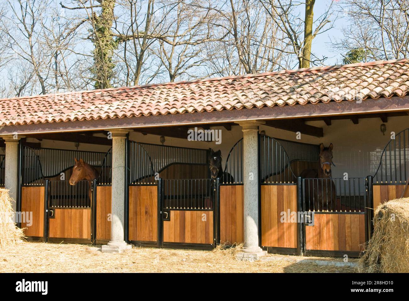 Horse studs hi-res stock photography and images - Alamy