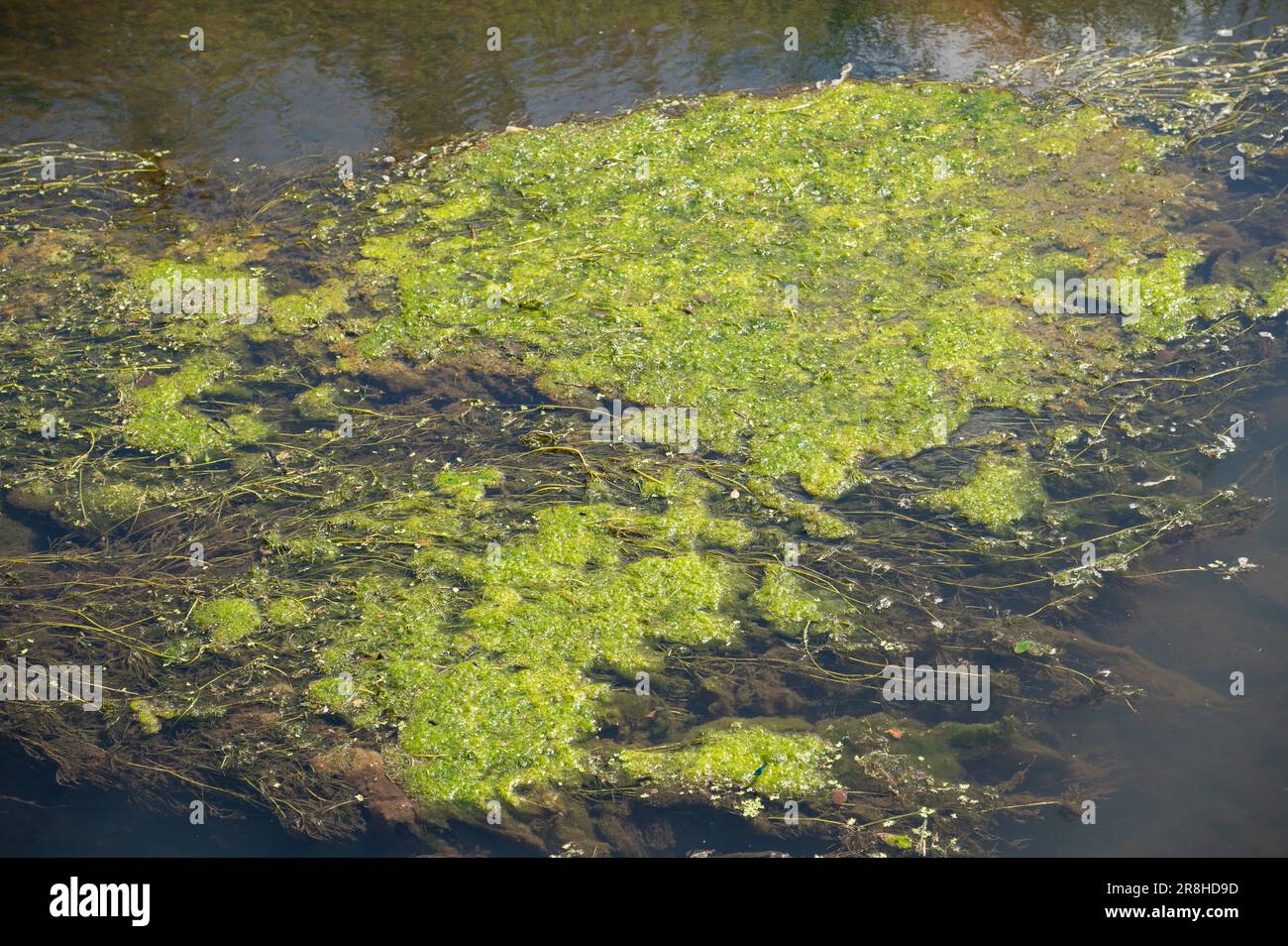 Green algal mat smothering common watercrowfoot in the Gwendraeth Fach