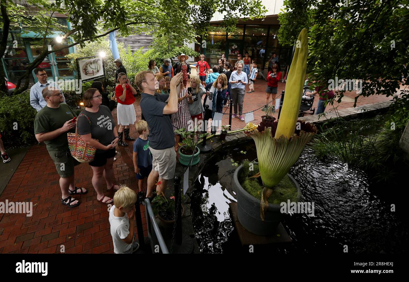 June 21, 2023, Raleigh, North Carolina, USA: Hundreds line up to take a sniff of ''˜WOLFGANG, ' a corpse flower during the first day of its bloom at the JC Raulston Arboretum on the campus of North Carolina State University. Amorphophallus titanum is one of the biggest, stinkiest flowers in the plant kingdom and is commonly known as the corpse flower due to its smell of rotting flesh as it blooms. It typically takes 7-10 years of vegetative growth before the corpse flower blooms for a total of 2-3 days. (Credit Image: © Bob Karp/ZUMA Press Wire) EDITORIAL USAGE ONLY! Not for Commercial USAGE! Stock Photo