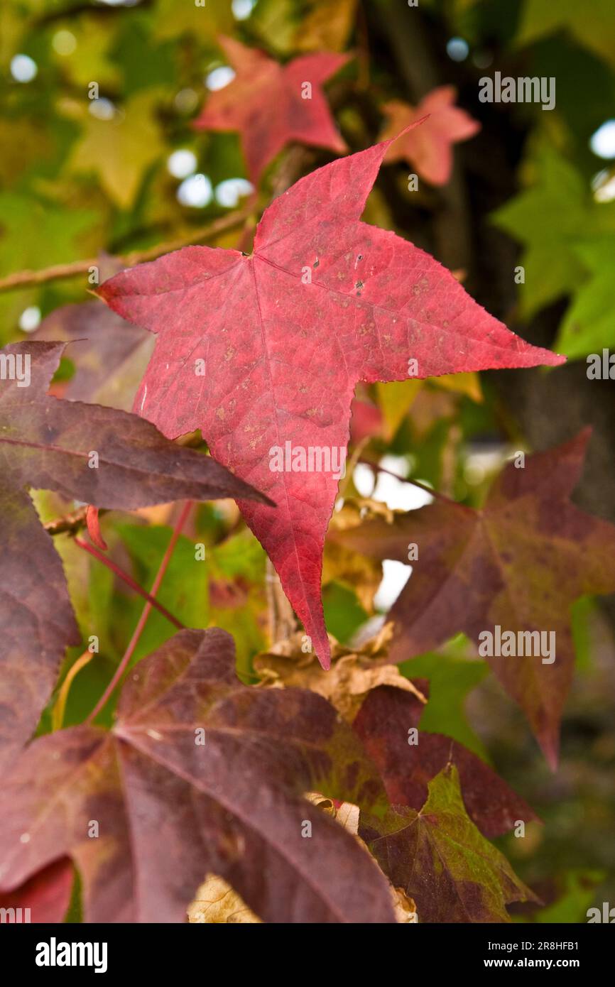 Leaves foliage plants hi-res stock photography and images - Alamy