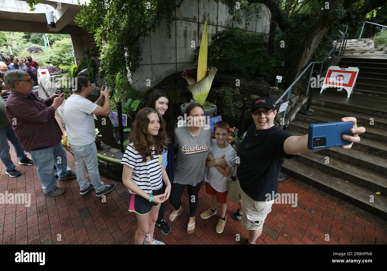 June 21, 2023, Raleigh, North Carolina, USA: A family takes a selfie joining hundreds who lined up to take a sniff of ''˜WOLFGANG, ' a corpse flower during the first day of its bloom at the JC Raulston Arboretum on the campus of North Carolina State University. Amorphophallus titanum is one of the biggest, stinkiest flowers in the plant kingdom and is commonly known as the corpse flower due to its smell of rotting flesh as it blooms. It typically takes 7-10 years of vegetative growth before the corpse flower blooms for a total of 2-3 days. (Credit Image: © Bob Karp/ZUMA Press Wire) EDITORIAL Stock Photo