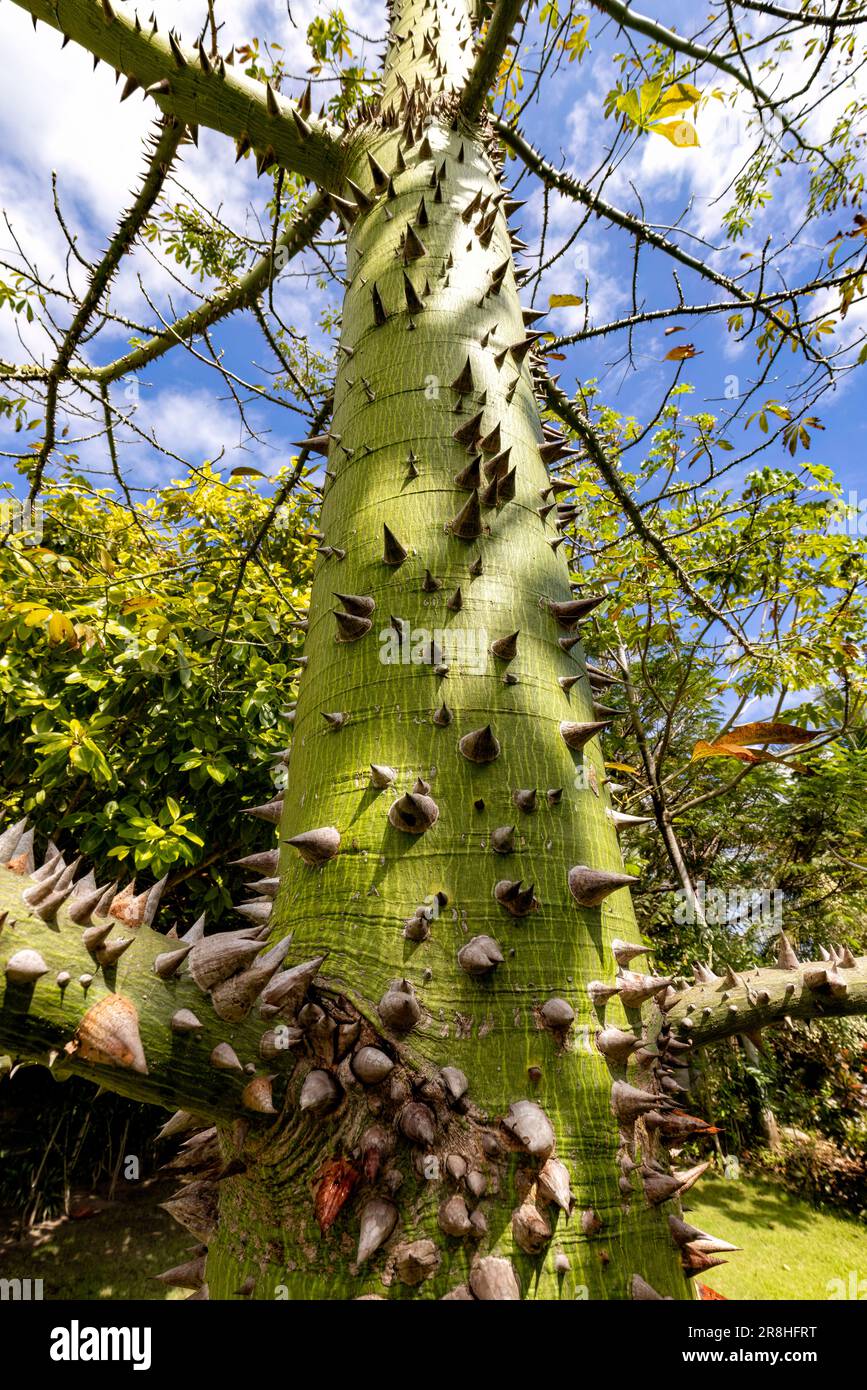 Close up of the protective thorns on a ceiba tree trunk - Harvest Caye, Belize Stock Photo