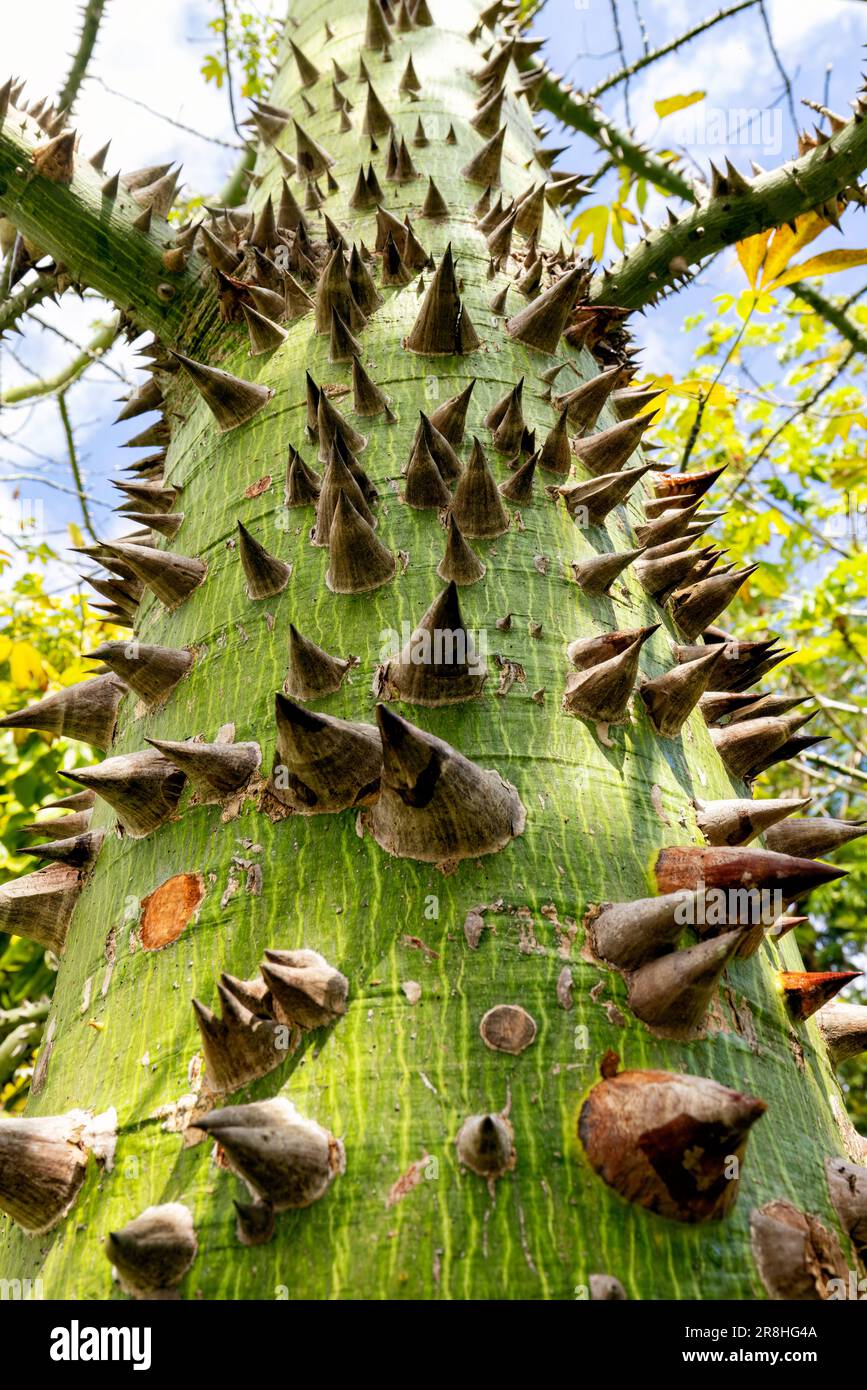 Close up of the protective thorns on a ceiba tree trunk - Harvest Caye, Belize Stock Photo