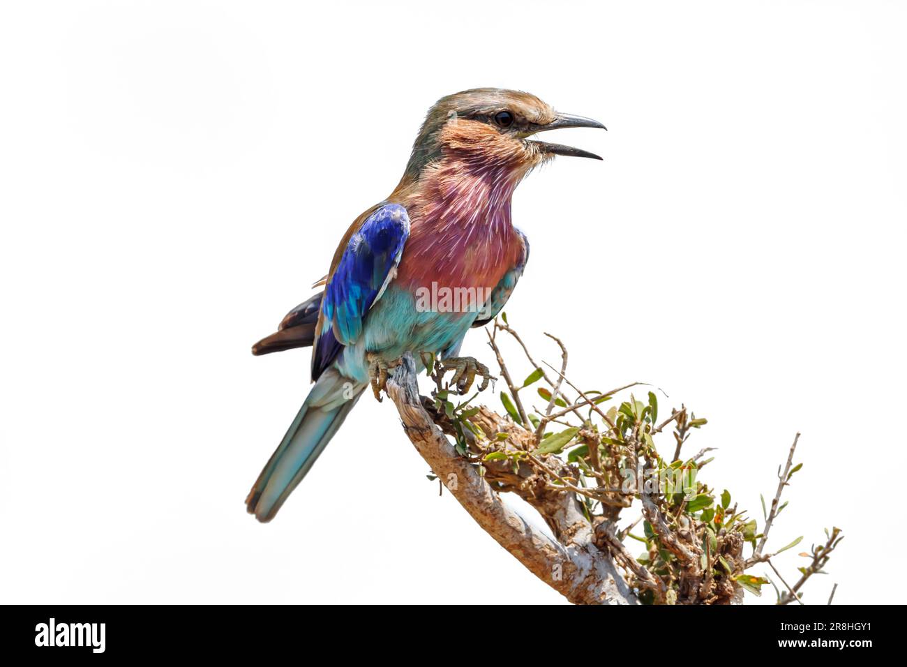 Lilac breasted roller isolated in white background in Kruger National park, South Africa ; Specie Coracias caudatus family of Coraciidae Stock Photo