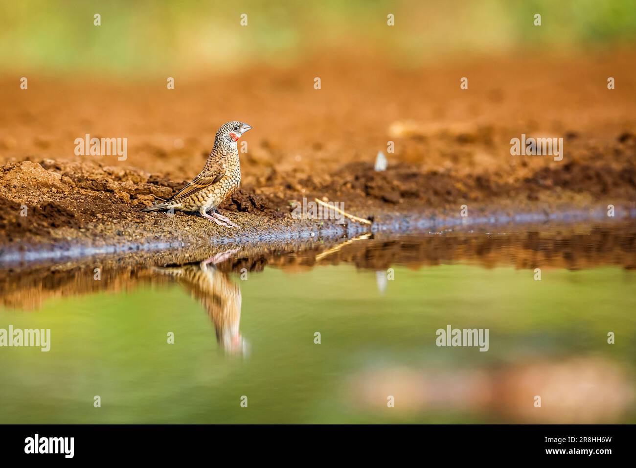 Cut throat finch along waterhole with reflection in Kruger National park, South Africa ; Specie Amadina fasciata family of Estrildidae Stock Photo