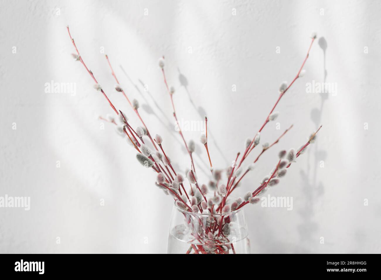 Fresh willow branches in vase on white background Stock Photo Alamy
