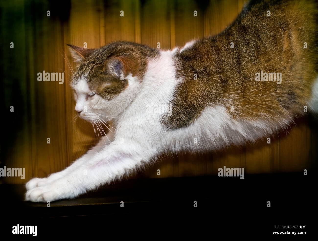 Animals fauna hi-res stock photography and images - Alamy