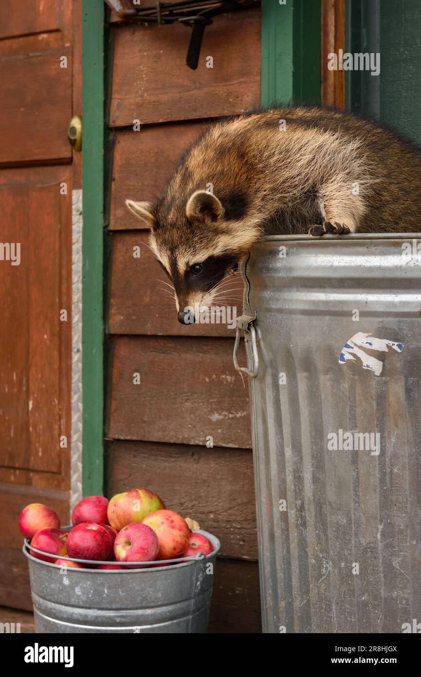 Raccoon (Procyon lotor) Looks Down at Bucket of Apples - captive animal Stock Photo
