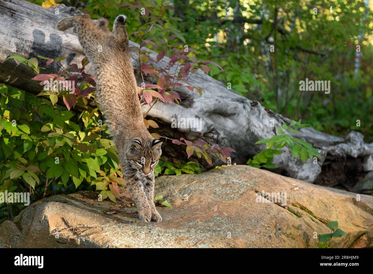Lynx rufus leaping hi-res stock photography and images - Alamy