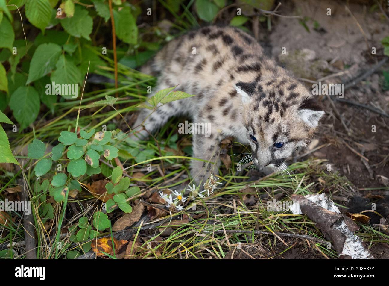 Cougar Kitten (Puma concolor) Turns in Undergrowth Autumn - captive animal Stock Photo