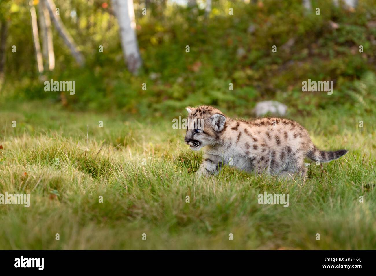 Cougar Kitten (Puma concolor) Walks Left in Grass Mouth Open Autumn - captive animal Stock Photo