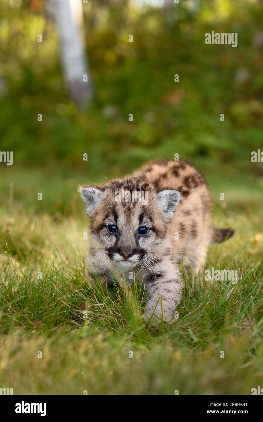 Cougar Kitten (Puma concolor) Walks Forward Staring Out Autumn - captive animal Stock Photo