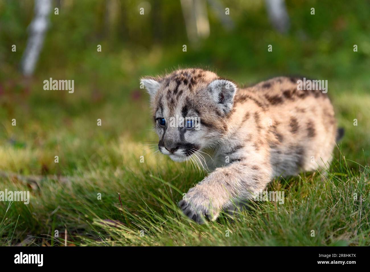 Cougar Kitten (Puma concolor) Walks Forward to Left in Grass Autumn - captive animal Stock Photo