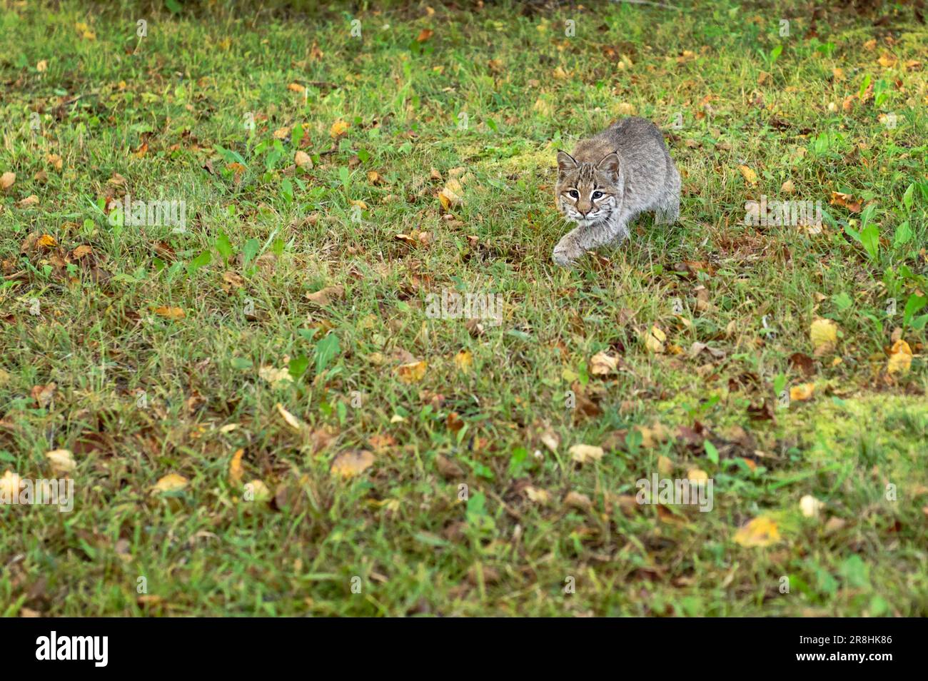 Bobcat (Lynx rufus) Steps Forward with Copy Space Autumn - captive animal Stock Photo