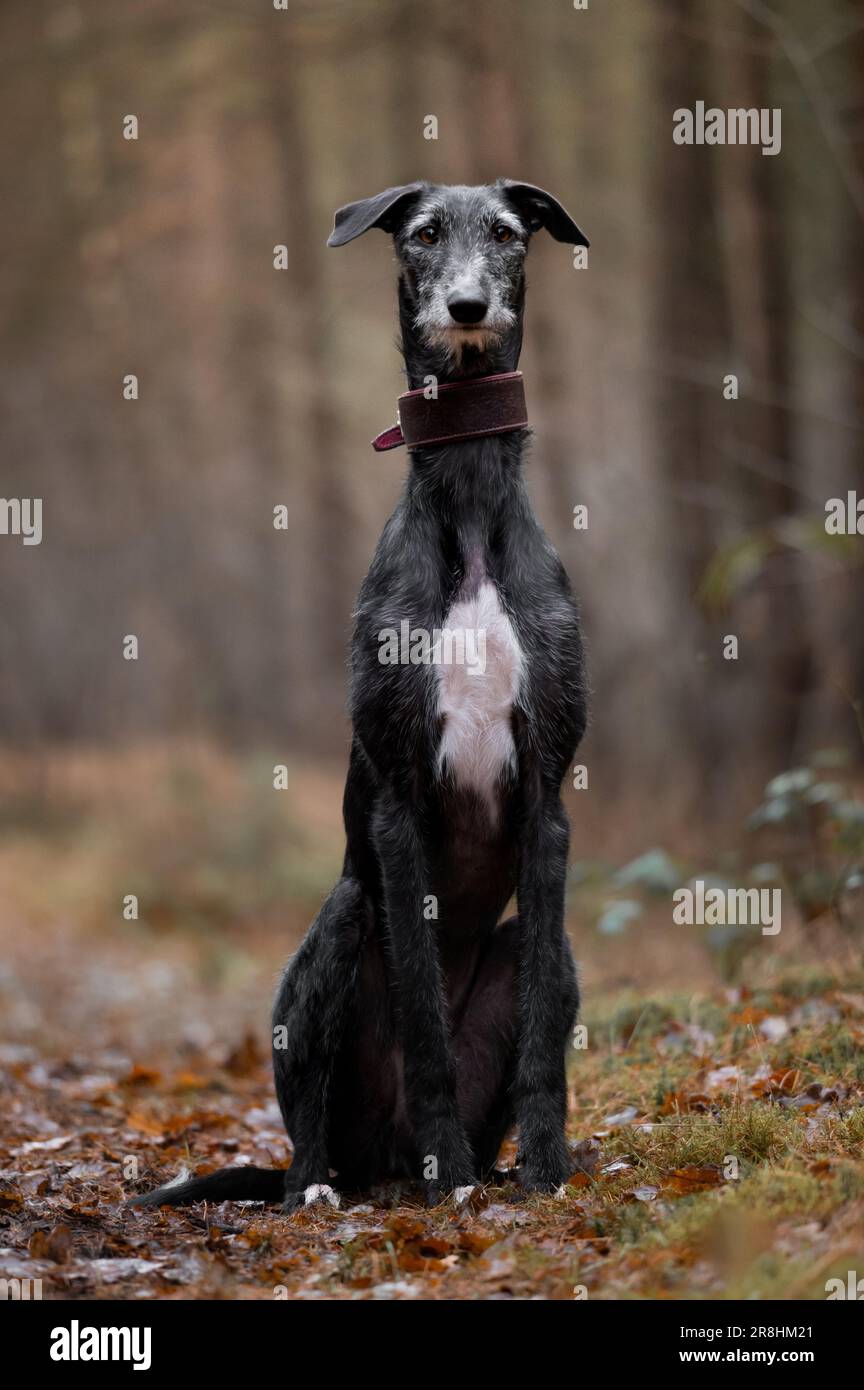 Portrait of a young black dog sitting Stock Photo - Alamy