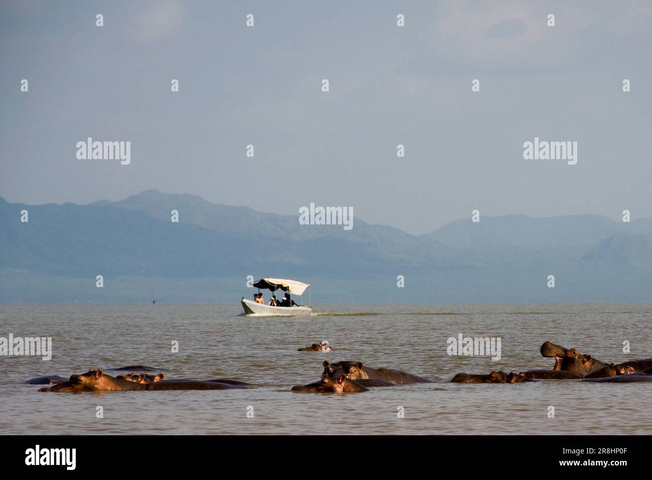 Hippos Chamo Lake Arba Minch Ethiopia Stock Photo Alamy