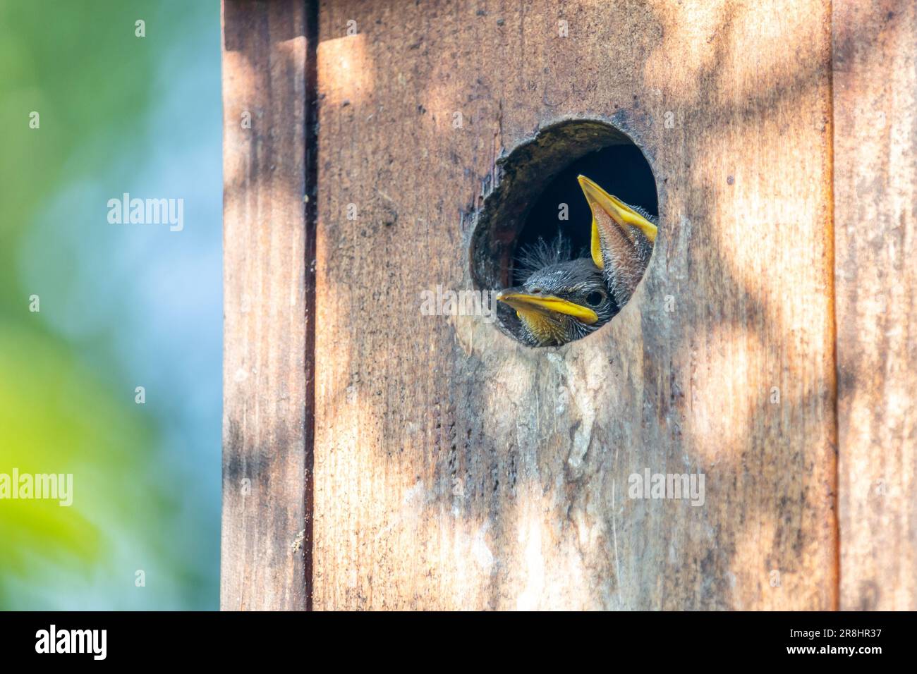 Two Starling baby birds peeping out of a birdhouse Stock Photo