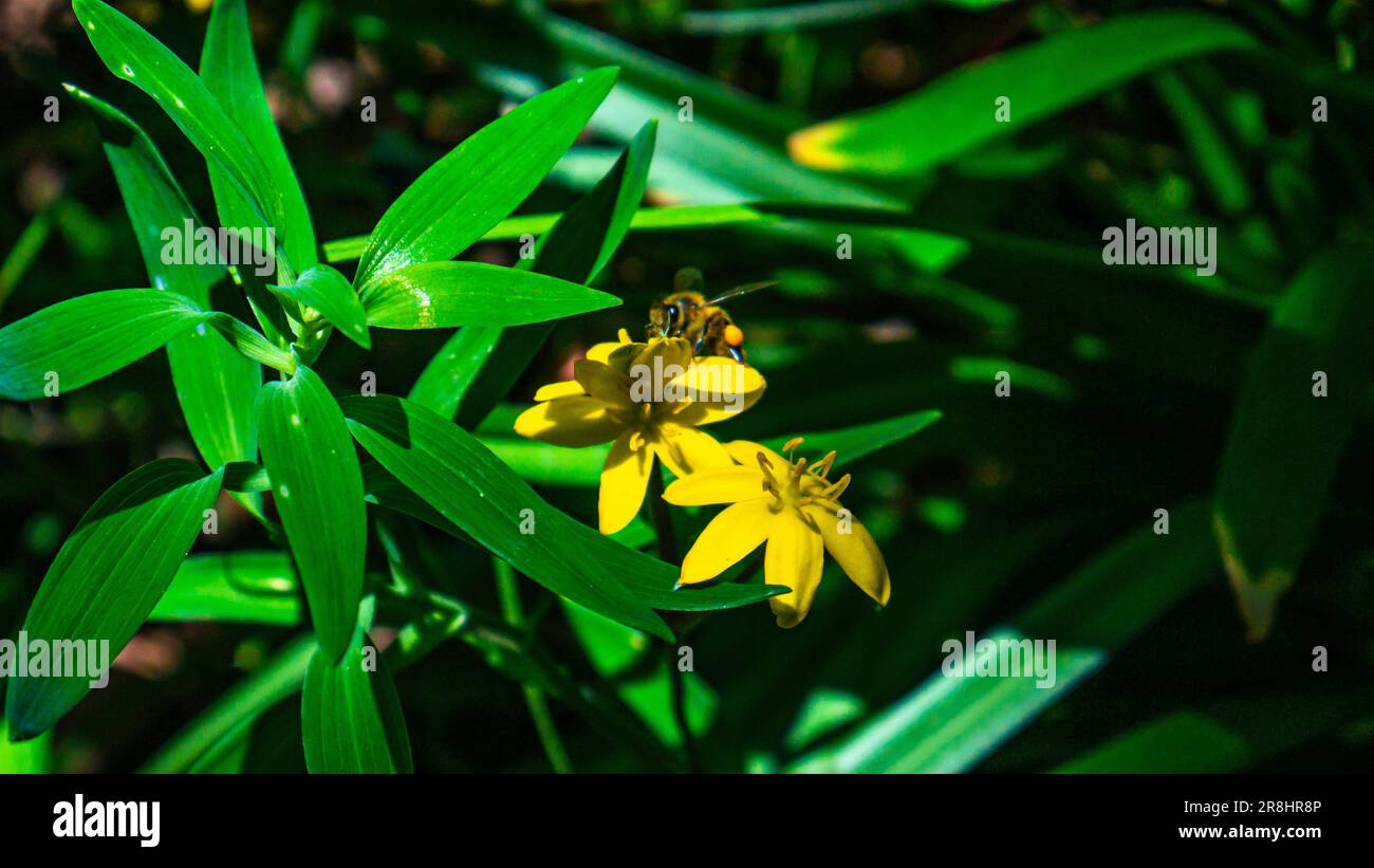 Hypoxis hirsuta, also known as the common goldstar, common star-grass, eastern yellow stargrass, yellow star grass, or yellow star flower Stock Photo