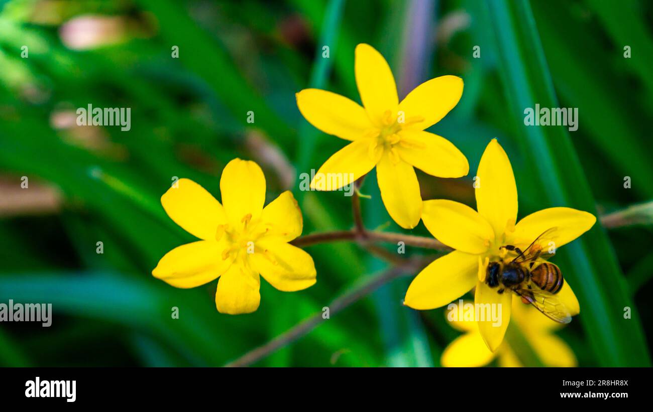 A honeybee collects nectar from vibrant yellow wildflowers in a lush green meadow. Yellow flowers of Sisyrinchium californicum, yellow-eyed grass. Stock Photo