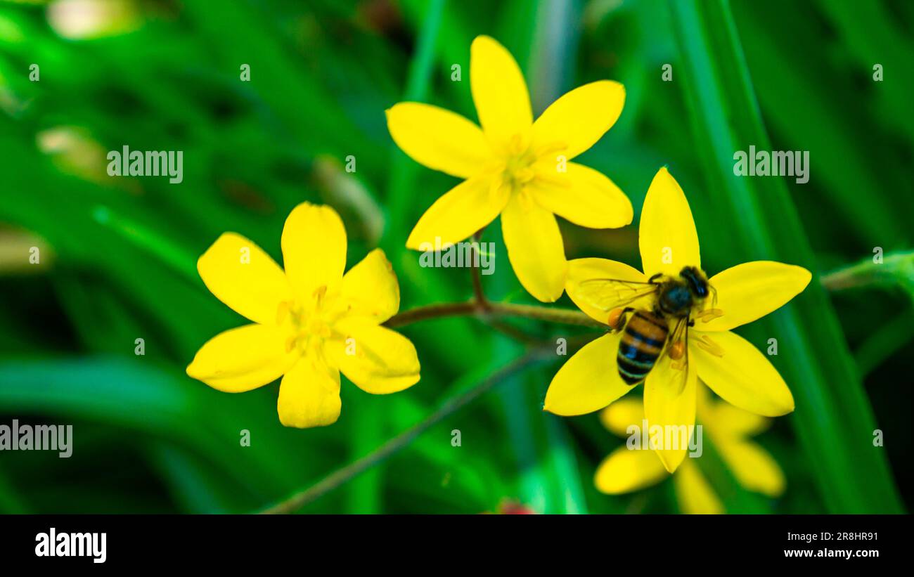 A honeybee collects nectar from vibrant yellow wildflowers in a lush green meadow. Yellow flowers of Sisyrinchium californicum, yellow-eyed grass. Stock Photo