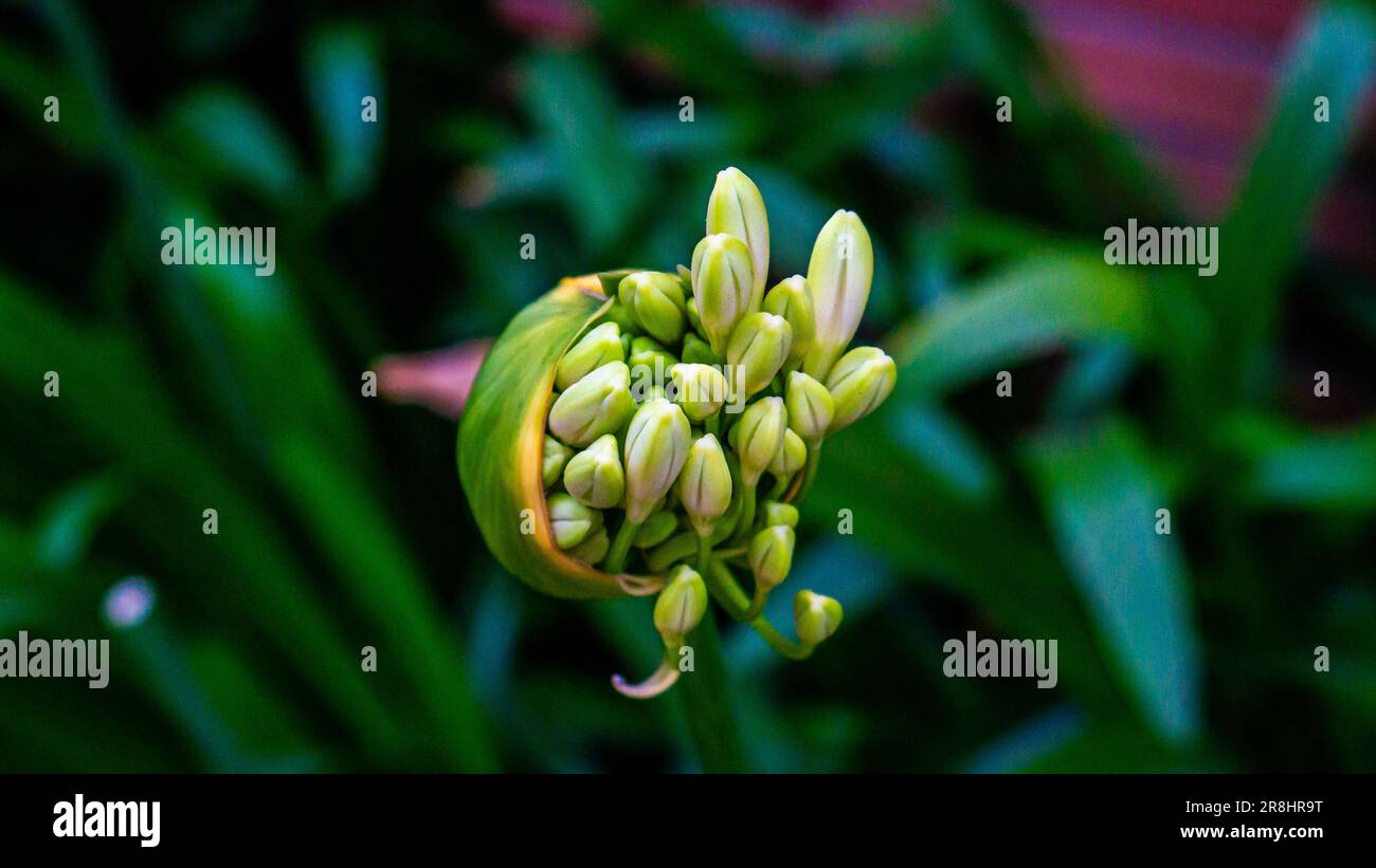 Budding lily of the Nile, Agapanthus praecox Stock Photo