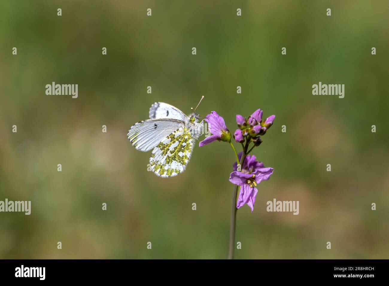 Female Orange tip butterfly (Pieris) perched on Cuckoo flower with blurred, green background Stock Photo